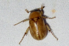 Cyclocephala pasadenae