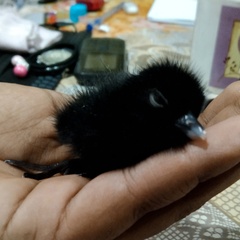 Amaurornis phoenicurus