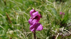 Pedicularis kerneri