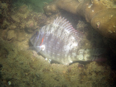 Lethrinus lentjan
