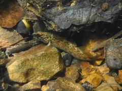 Etheostoma starnesi