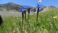 Gentiana rostanii