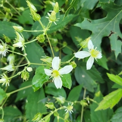 Clematis flammula