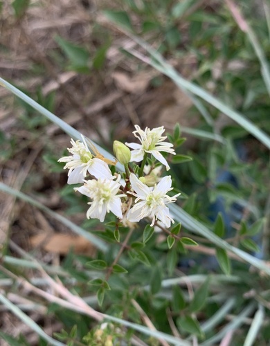 Fragrant clematis (Clematis flammula)