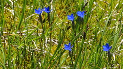 Gentiana rostanii