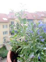 Matthiola longipetala