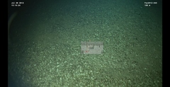 Brachiopoda
