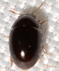 Acylomus