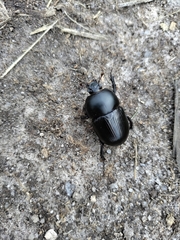 Geotrupes stercorarius