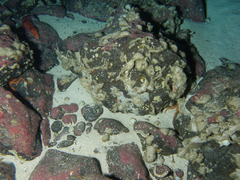 Brachiopoda