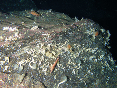 Brachiopoda