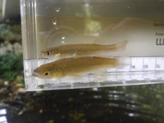 Fundulus julisia
