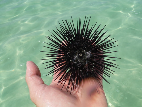 Atlantic Rock-boring Urchin, photo 7 of 10