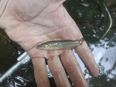Fundulus julisia