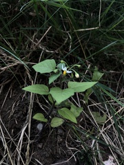 Solanum nigrum