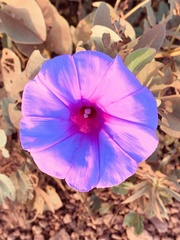 Ipomoea asarifolia