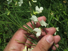 Lathyrus pallescens