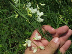 Lathyrus pallescens
