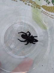 Amblyocarenum walckenaeri