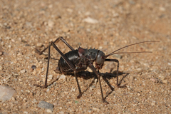 Acanthoplus discoidalis
