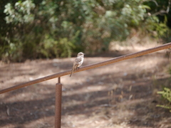 Muscicapa striata balearica