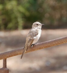 Muscicapa striata balearica