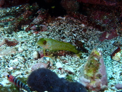Gobioclinus dendriticus