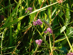 Achillea aspleniifolia