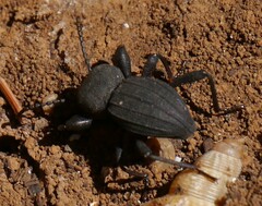 Tenebrionidae