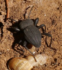 Tenebrionidae