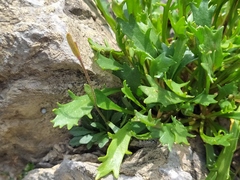 Leucanthemum halleri