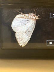 Petrophora subaequaria