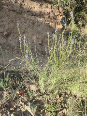 Anarrhinum bellidifolium