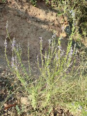 Anarrhinum bellidifolium