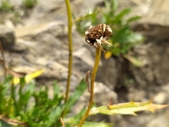 Leucanthemum halleri