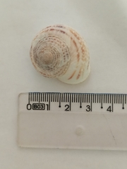 Levantina spiriplana
