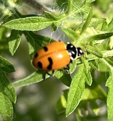 Hippodamia glacialis