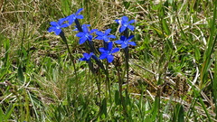 Gentiana rostanii