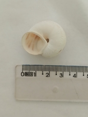 Levantina spiriplana