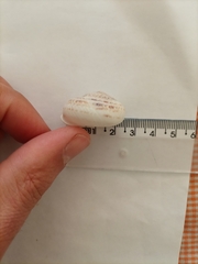 Levantina spiriplana