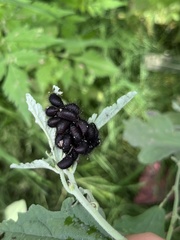 Calligrapha serpentina