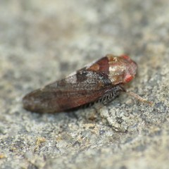 Dragonana dracontea
