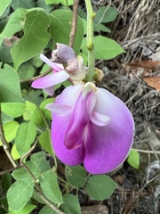 Canavalia septentrionalis