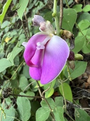 Canavalia septentrionalis