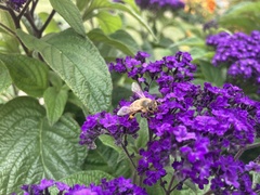 Apis mellifera