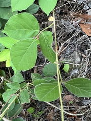 Canavalia septentrionalis