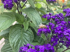 Apis mellifera