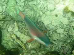 Chlorurus capistratoides