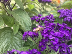 Apis mellifera