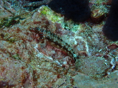 Lepidonectes corallicola